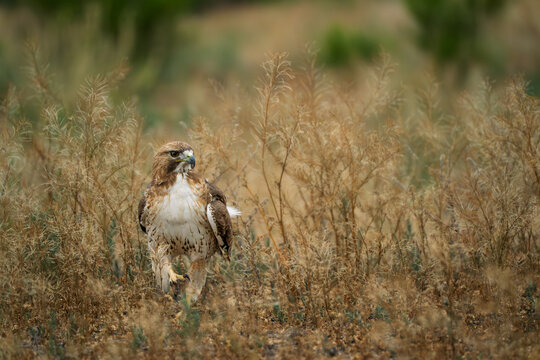 Red tailed hawk walking in the desert in Tucson Arizona