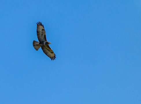 Buzzard bird flying in clear blue sky over Viglasska Huta Kalinka