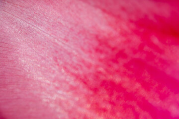 Fototapeta premium Tulip petals pink abstract defocused macro background, soft blur floral texture with copy space, spring elegant design