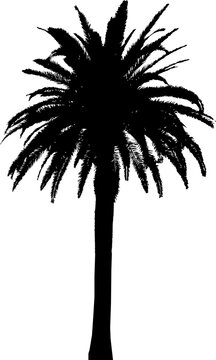 Detailed black silhouette of a single palm tree with lush fronds, isolated on a transparent background. Ideal for tropical, summer, and vacation-themed graphic design projects.