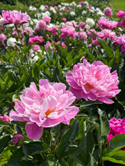 Fototapeta premium Beautiful peonies in the summer garden.