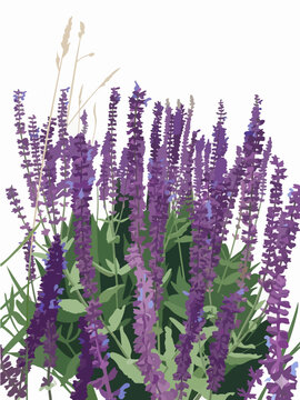 Lavender or salvia flower bush with green leaves on white background flat vector illustration