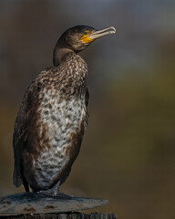 Fototapeta premium Immature great cormorant perched on a post on Lake Constance