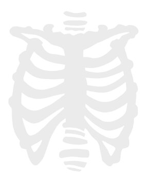 T&oacute;rax esqueleto.