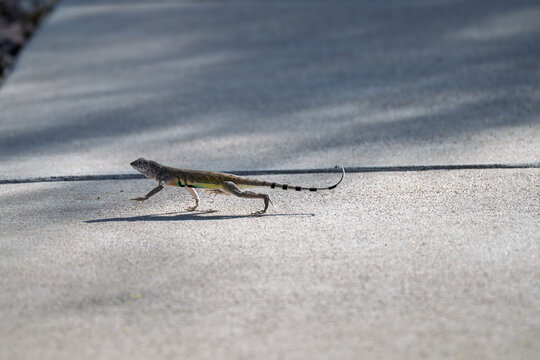 Colorful lizard crossing the sidewalk in Tucson Arizona