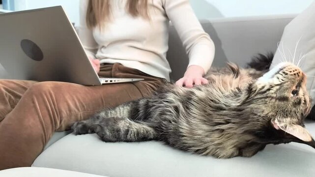 Woman types on laptop and pets maine coon cat at the same time on sofa. Large fluffy feline distracts owner while enjoying gentle touch indoors. Lifestyle concept of multitasking and cozy