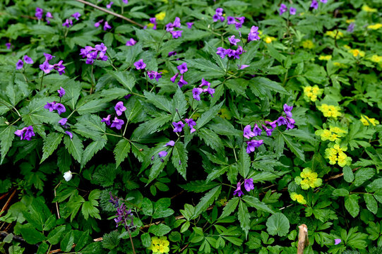 Blooming Dentaria glandulosa at springtime