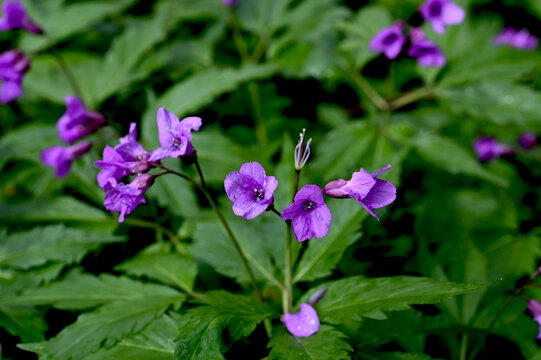 Blooming Dentaria glandulosa at springtime