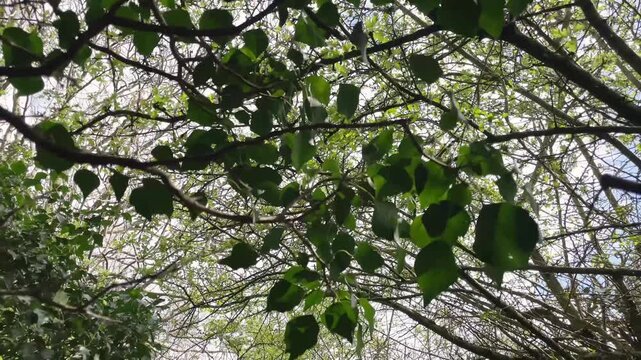 Dappled sunlight green leaves in the day 