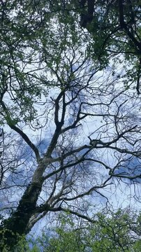 trees and sky looking up toward the sky 