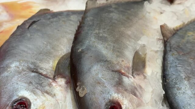 Frozen pompano on ice counter in fish shop, silver yellow fish lying on shallow crushed ice, retail display arranged.