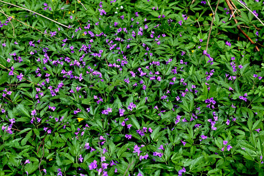 Blooming Dentaria glandulosa at springtime