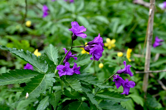 Blooming Dentaria glandulosa at springtime