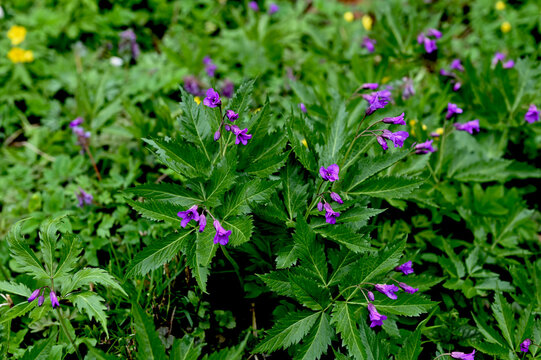 Blooming Dentaria glandulosa at springtime