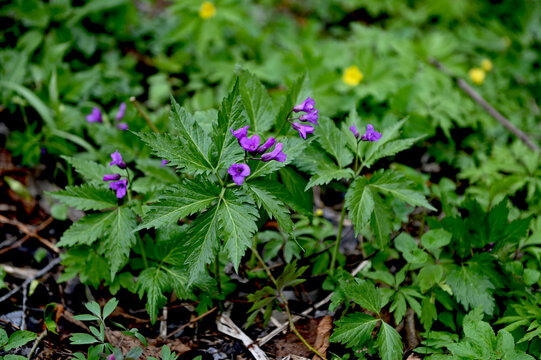 Blooming Dentaria glandulosa at springtime