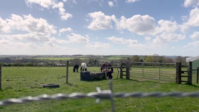horses in the field on a windy day 
