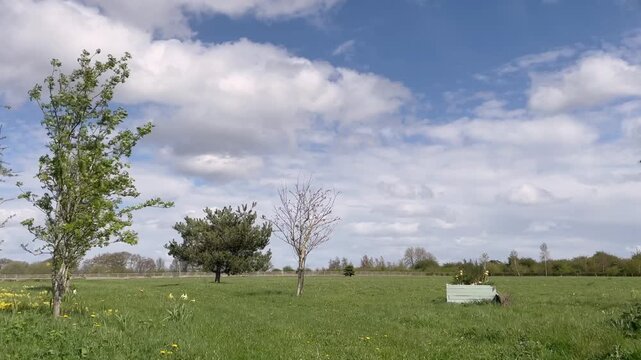 grass and sky on a windy day 