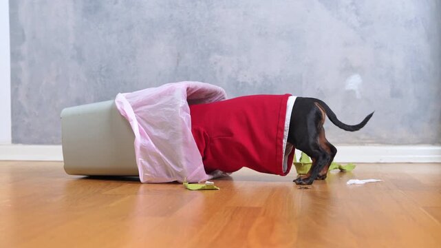 A dachshund dog in a red sweater raids an overturned trash can, the ultimate home saboteur in action, naughty pet chaos, relatable owner nightmare scene.