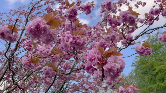 pink cherry blossom blowing in the spring breeze 