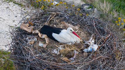 A stork sitting on its eggs in a makeshift nest surrounded by trash. A close-up wildlife photograph. © TAMER YILMAZ