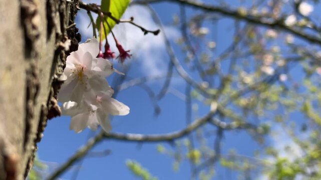 Blossom flower on a tree trunk 