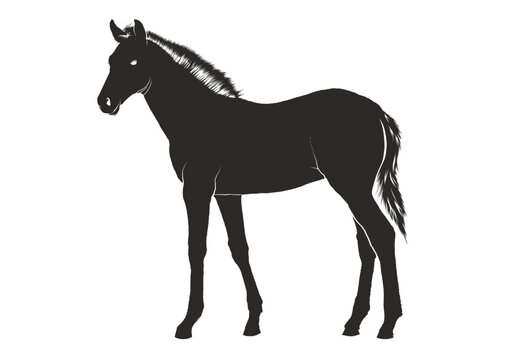 Majestic black horse standing proudly in elegant pose