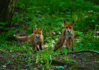 Fototapeta premium A cute red fox cub and his mother fox are standing in a spring forest