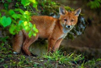 Fototapeta premium A cute red fox with a fluffy tail walks in the spring forest