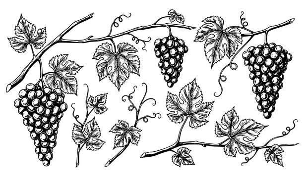 Vintage Ink Sketch Grapevine and Vineyard Elements Vector Set for Wine and Agriculture Design