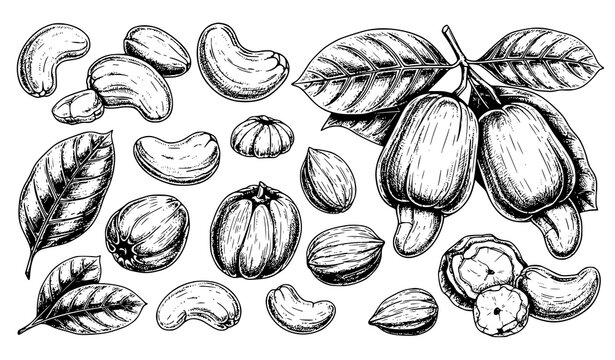 Big Set of Cashew Nuts Hand Drawn Ink Sketch Vector Illustration Isolated on White Background