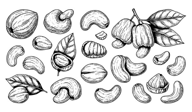 Large Collection of Cashew Nuts Ink Sketch Illustrations in Retro Hand Drawn Vector Style Isolated on White Background