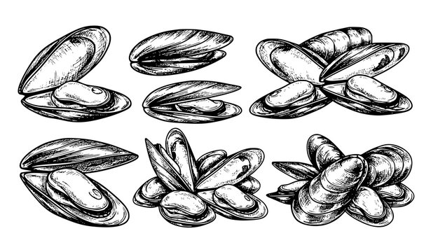 Vintage Ink Sketch Mussel Shell Collection Vector Illustration for Seafood and Marine Design