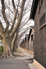 Naklejka premium ケヤキ並木が続く山居倉庫の景色（山形県酒田市）