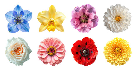 Fototapeta premium PNG Vibrant colorful floral arrangement on transparent background