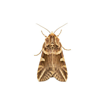 Moth folded wings brown cream noctuidae family