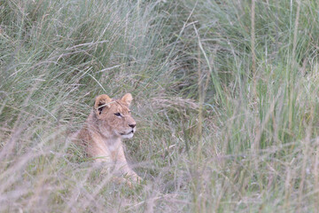 Young Lion Watching from the Grass © George Erwin Turner