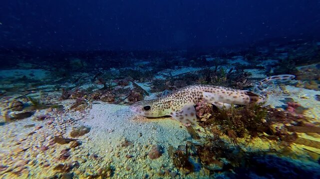Small-spotted catshark in a deep underwater scene