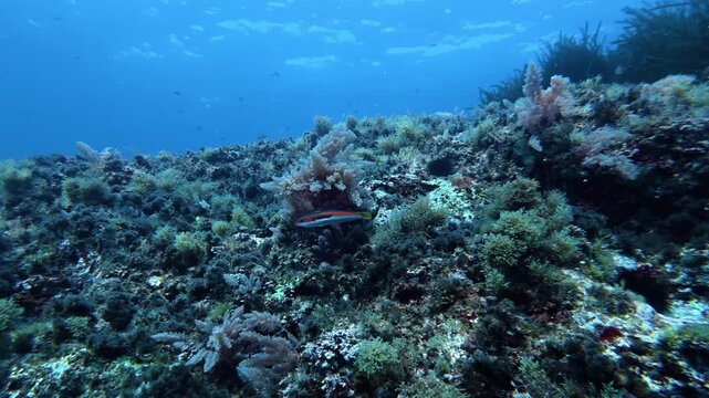 Little reef fish  - Mediterranean rainbow wrasse