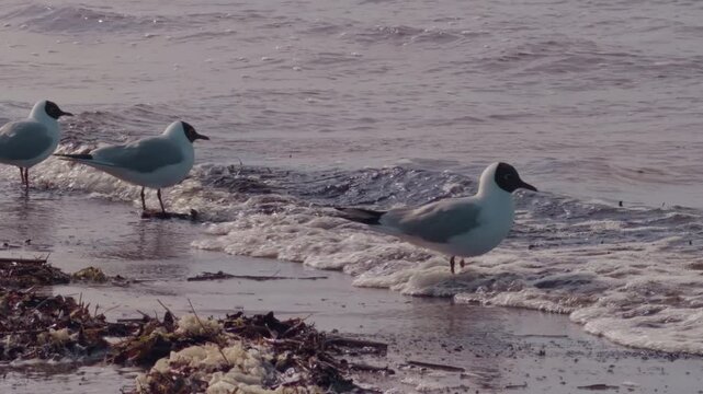 Birds scavenging by shore. Three gulls explore shoreline during calm evening with lovely ocean and muted colors