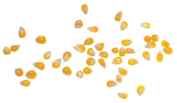 Corn kernels, popcorn flying isolated on white background, clipping path, top view