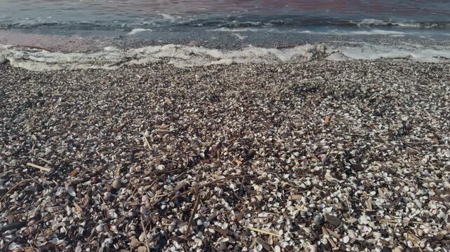 Shallow water shell debris. Expansive shell deposits by waterline fostering vibrant coastal ecosystem visuals