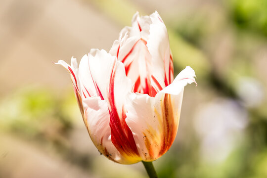 Sunlit White Tulip with Crimson Streaks