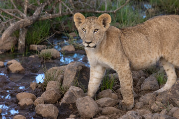 Bright Eyes © George Erwin Turner