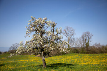 Naklejka premium field of dandelions, Switzerland
