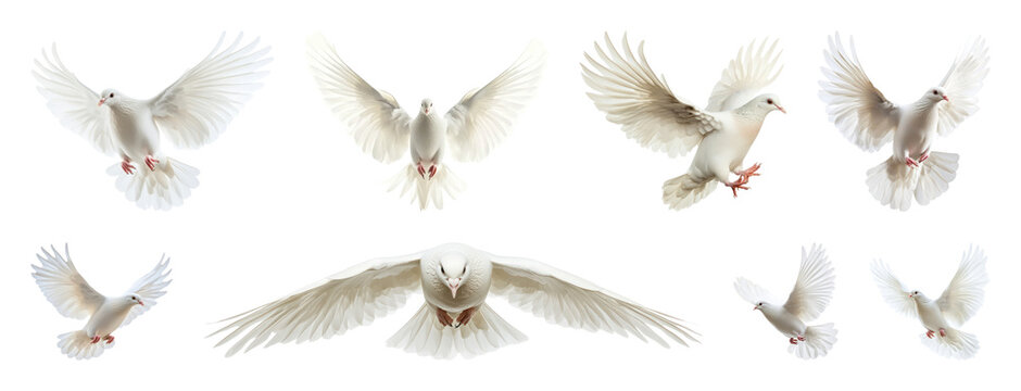 PNG Elegant doves in flight, transparent background