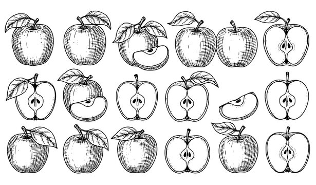 Big Collection of Vintage Apple Engraved Line Art Vector Illustration Set with Whole and Sliced Fruits Isolated on White Background