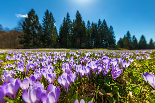 Krokusse - Allg&auml;u - Fr&uuml;hling - Blumenpracht - H&uuml;ndle - Bl&uuml;te