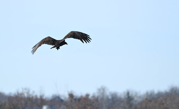 Flying Turkey Vulture