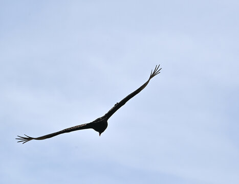 Flying Turkey Vulture