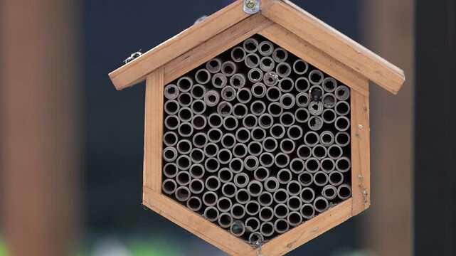 Close up of Mason Bee Nesting House Being Visited by Bees